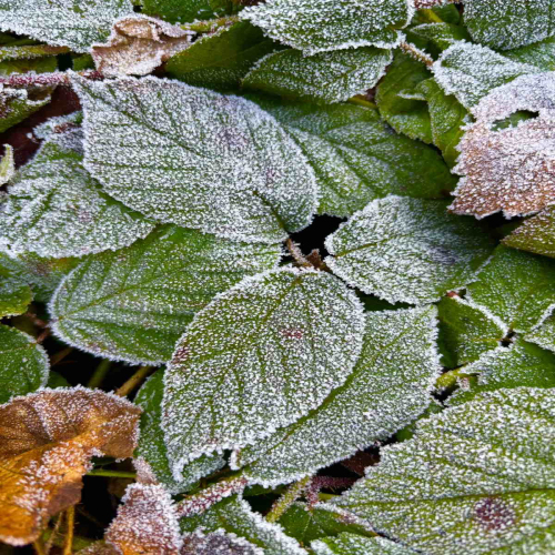 Ljiljana-Zecevic-slike-Ozrena-16