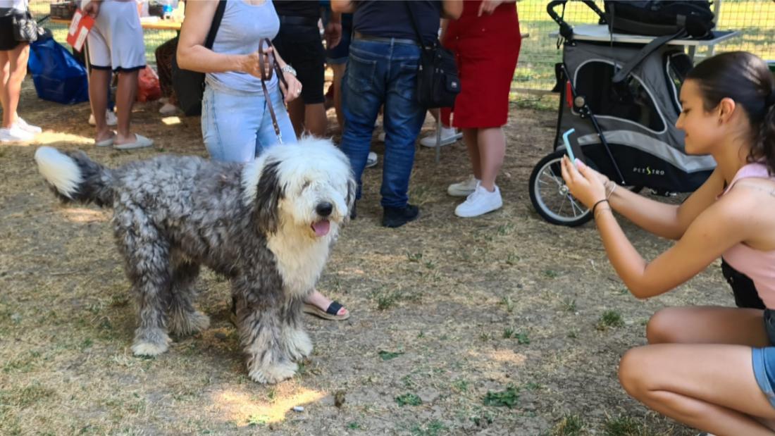 U Doboju otvoren „Pas šou“: Stotine pasa i rijetke rase na izložbi (VIDEO)