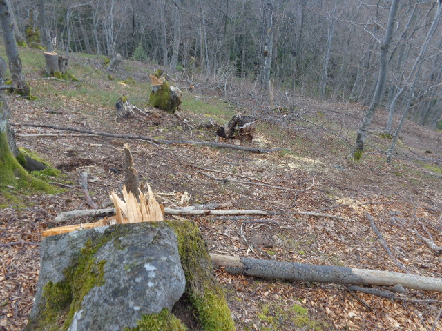 TESLIĆ: Podnesen izvještaj zbog bespravne sječe 326 stabala