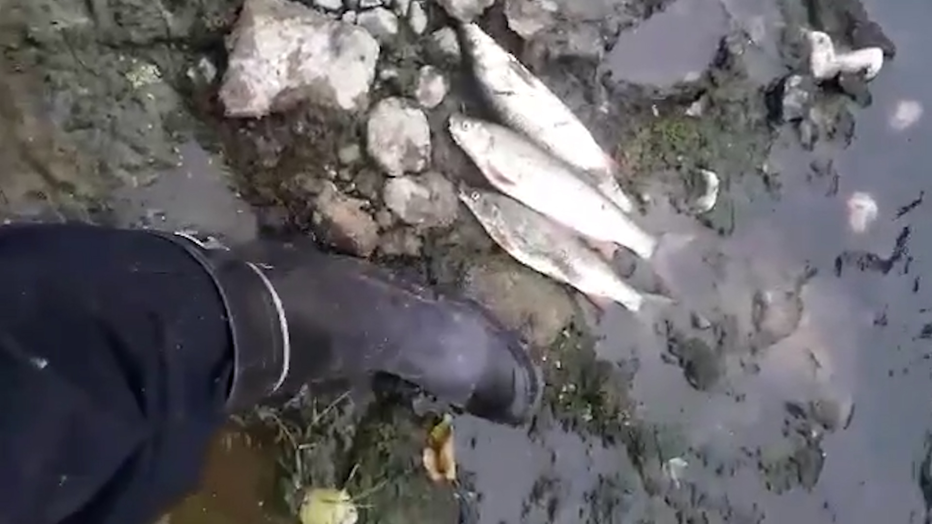 I do četiri tone ribe truli na obalama Bosne, uginule i lisice