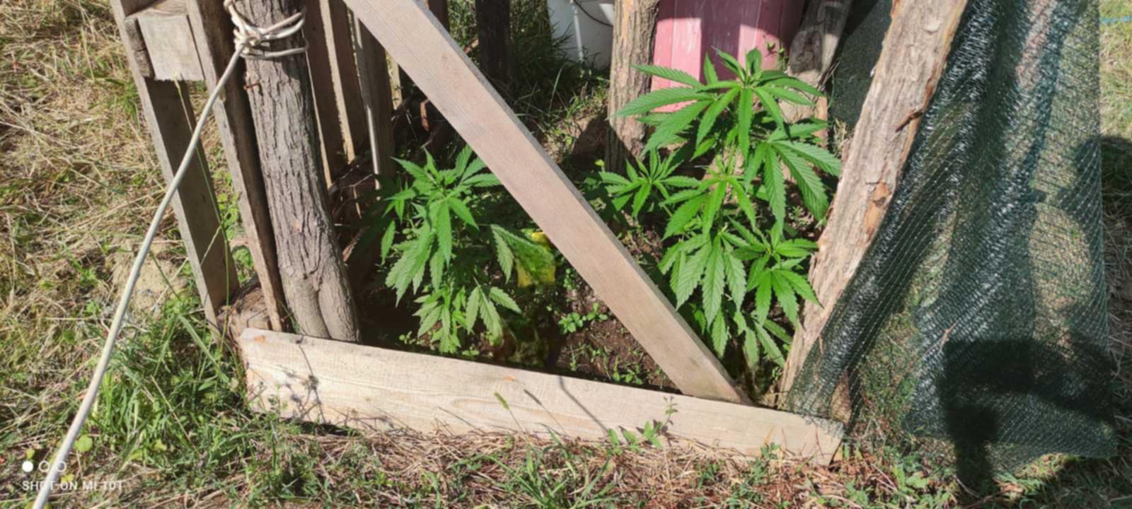 DOBOJ: Pronađena opojna droga u pretresu, oduzete stabljike i marihuana (FOTO)