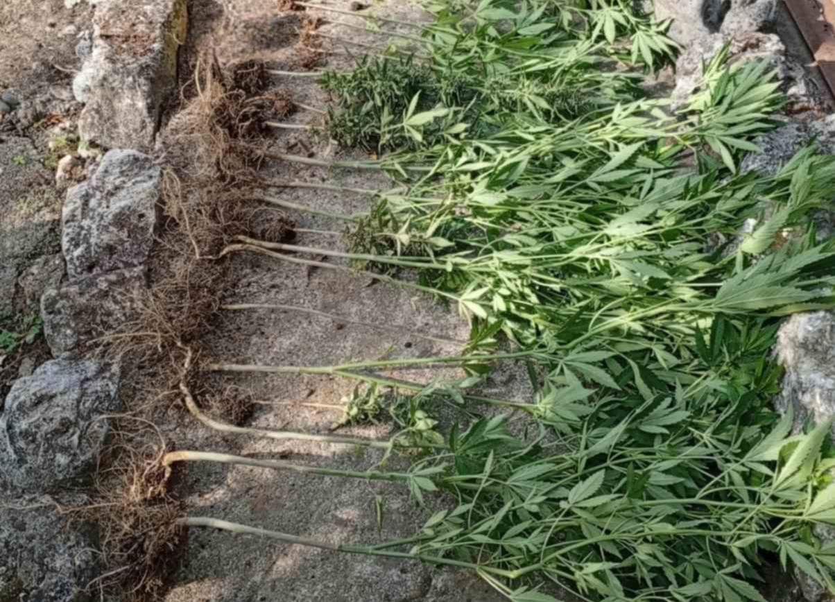 DOBOJ: Pronađene 53 stabljike marihuane u dvorištu! (FOTO)