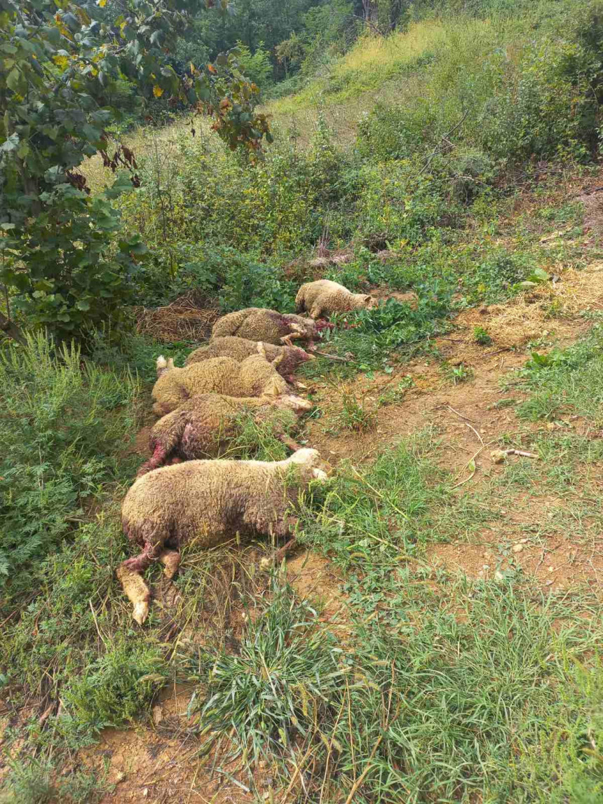 domacinu iz dobojske tekucice poklane ovce