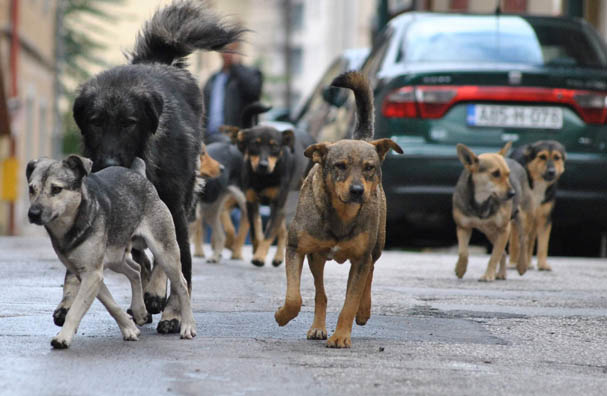 Javna nabavka u Doboju: Traži se izvođač za hvatanje i smještaj pasa lutalica
