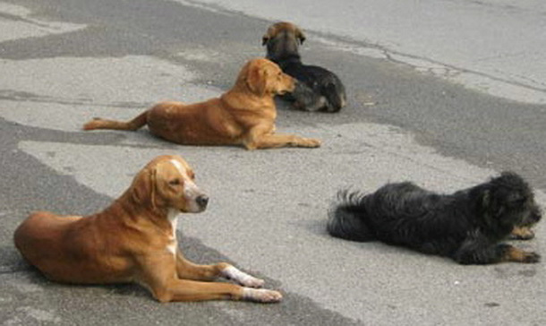 Javna nabavka za pse lutalice u Doboju: Potvrđen iznos od 490.000 KM za 2026. godinu