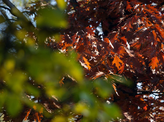 VRIJEME: Toplo uz jugozapadni vjetar, uveče moguća slaba kiša