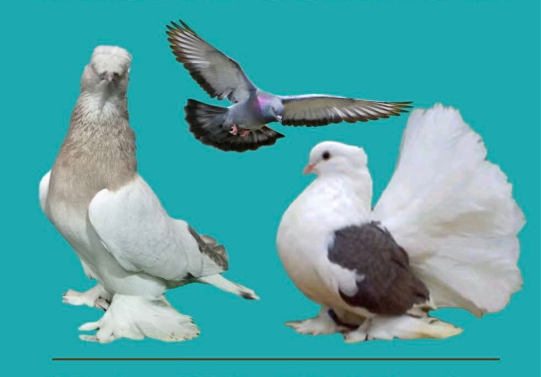 Golubari se okupljaju u Doboju: U decembru XVII međugradska izložba