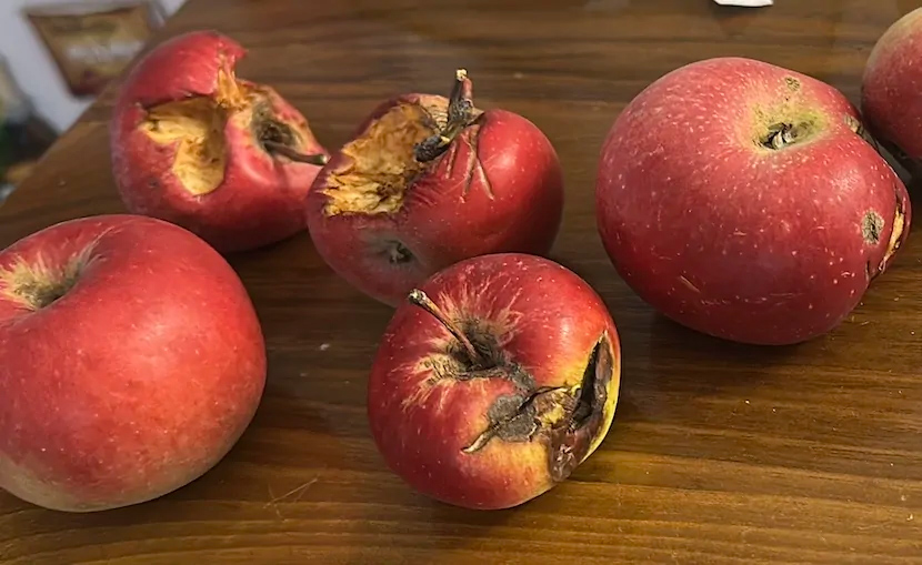 I BI NEDELJA: Protiv šljama nema leka