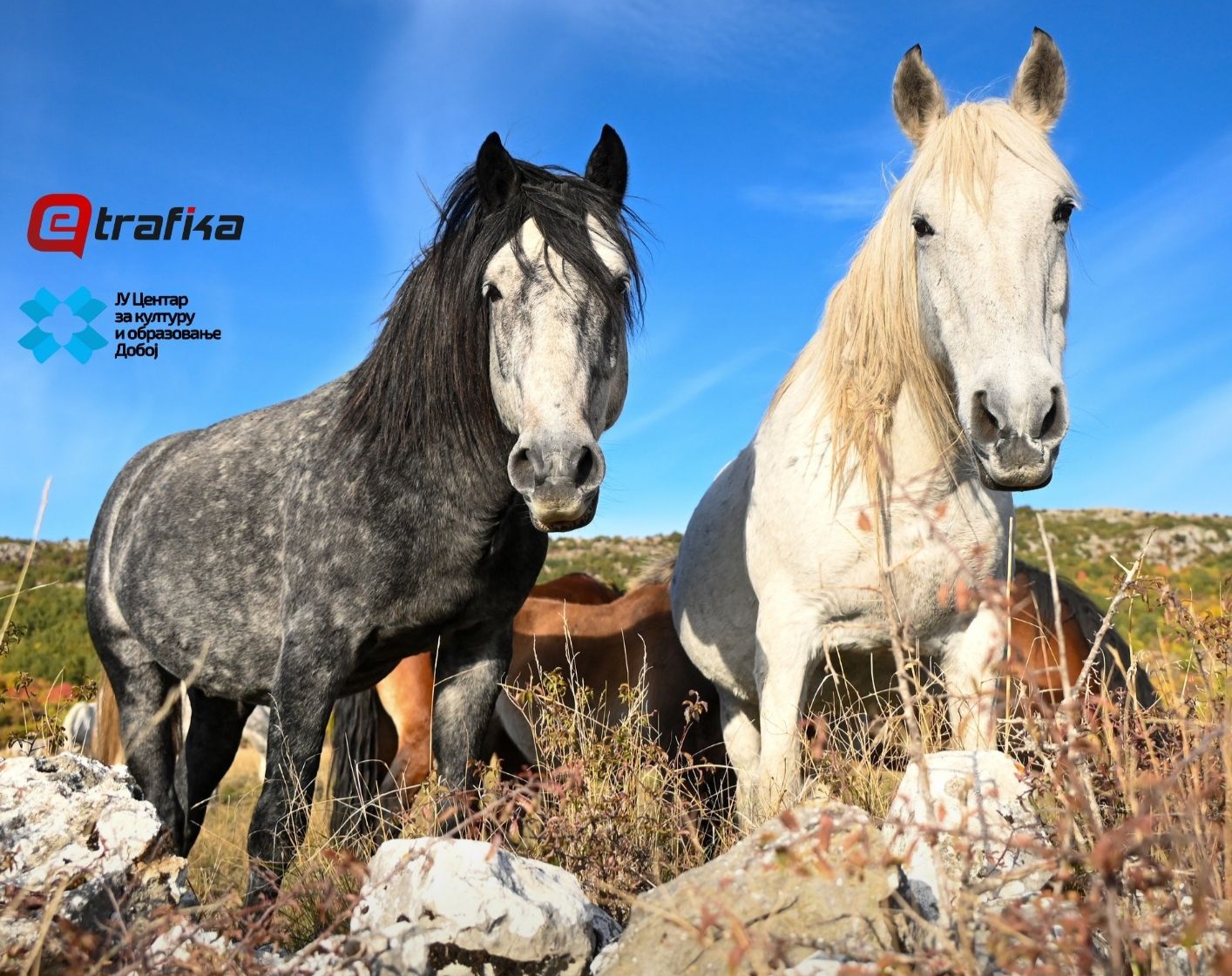 DOBOJ: Besplatna projekcija filma o livanjskim divljim konjima