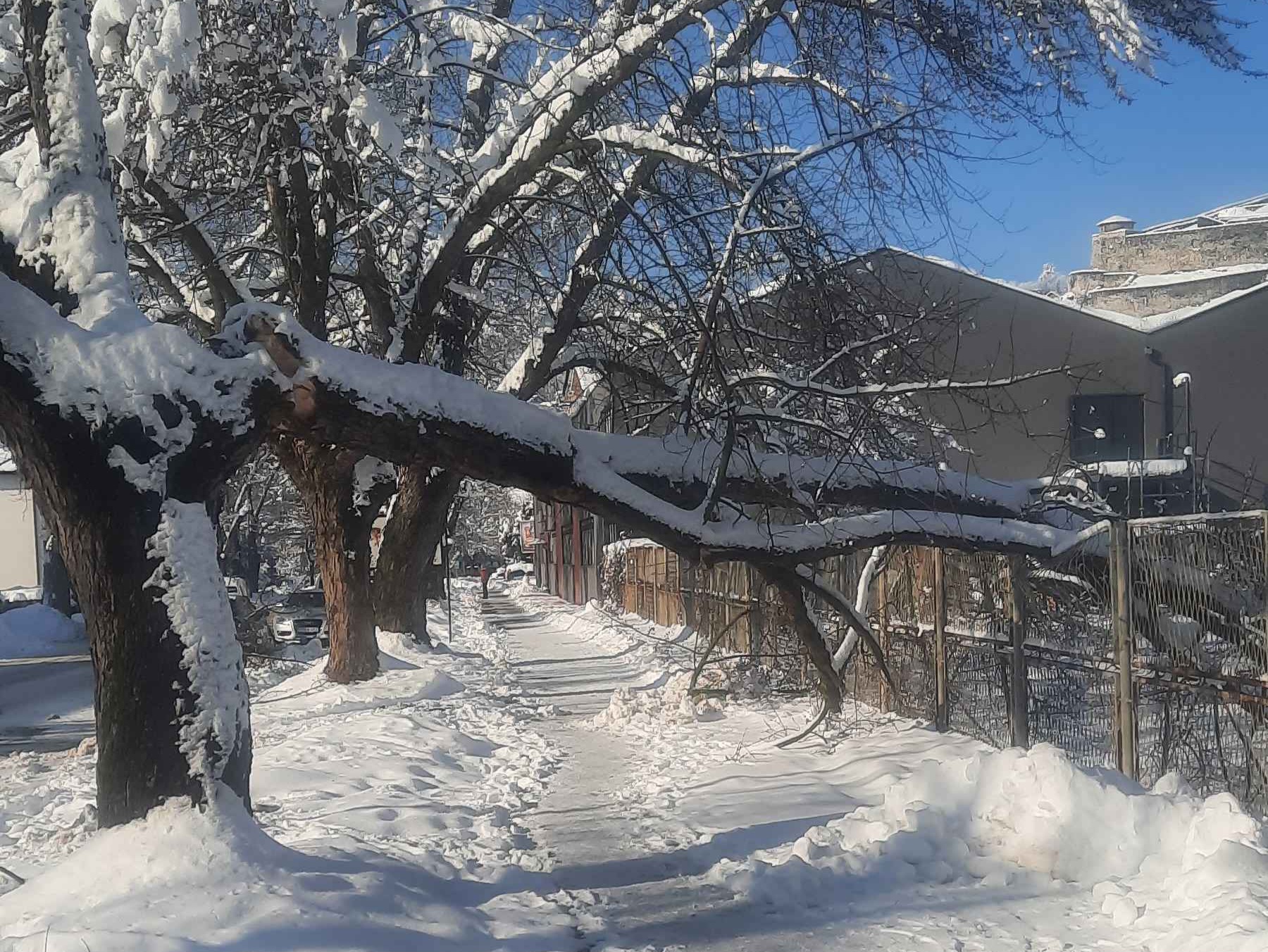 U Doboju pala velika grana u ulici Srpskih sokolova: CHP upozorava na dugogodišnje zanemarivanje drvoreda