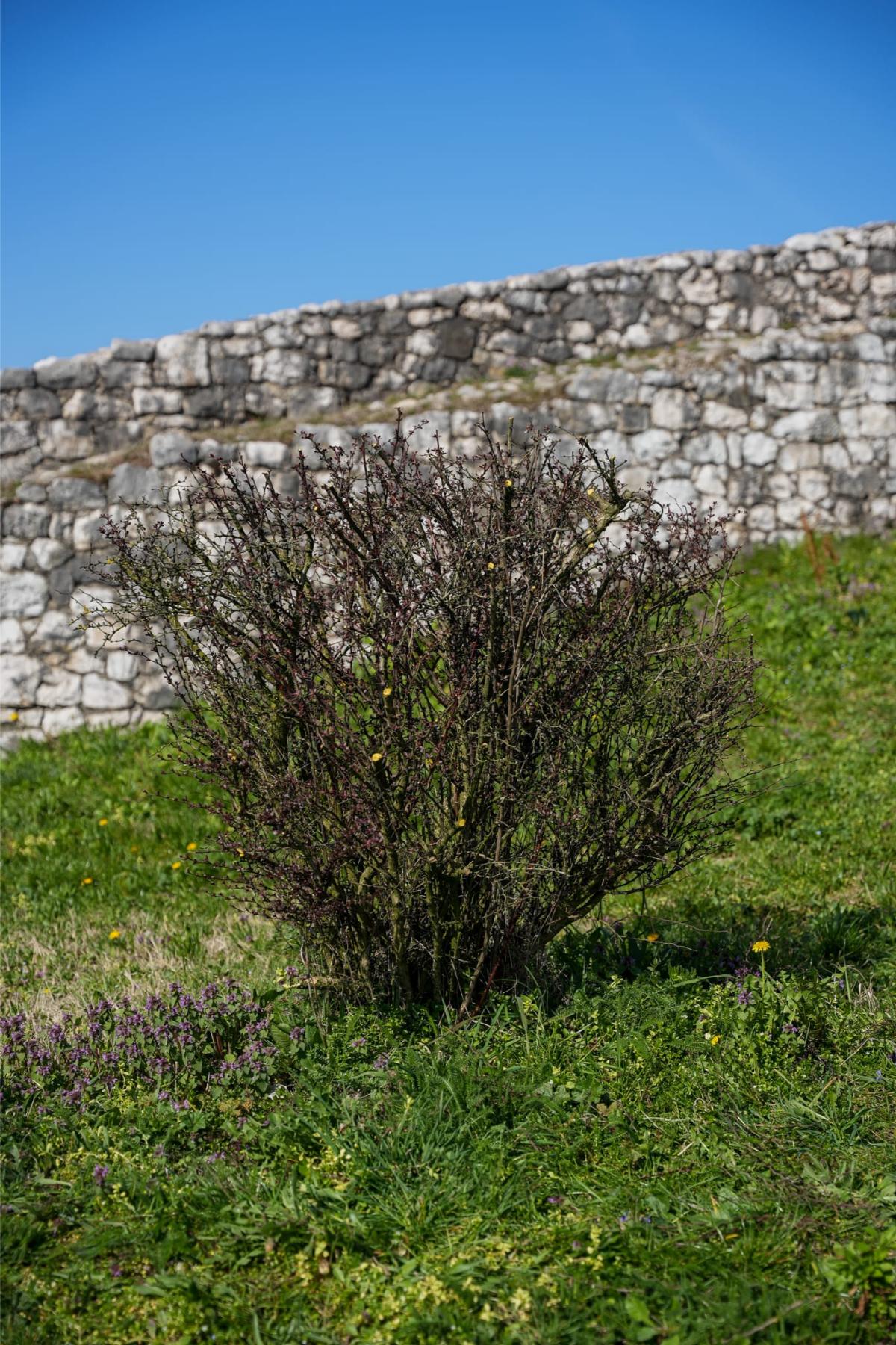 Gradina Doboj 2026 04