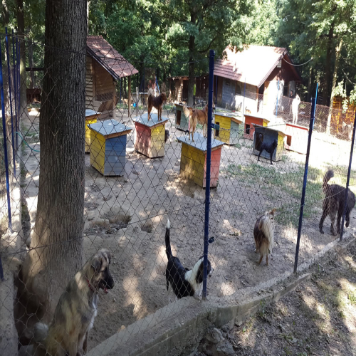 azil-preslica20160701_162343