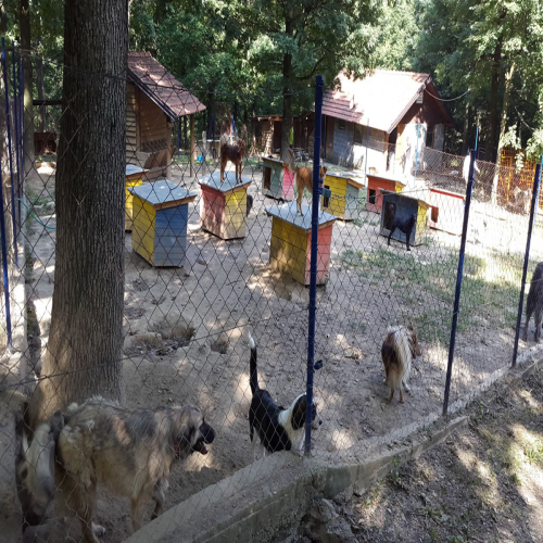 azil-preslica20160701_162345