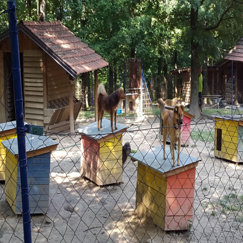 azil-preslica20160701_162354