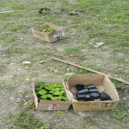 bolnica-sadnja-paulovnije-protiv-klizista-09