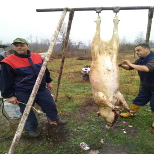 Svinjokolj-u-Osjecanima-01