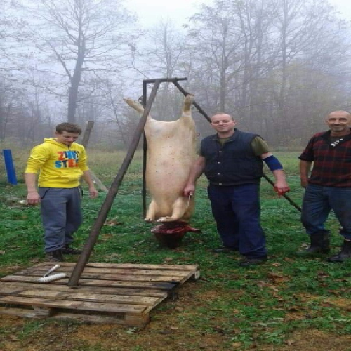 Svinjokolj-u-Osjecanima-02