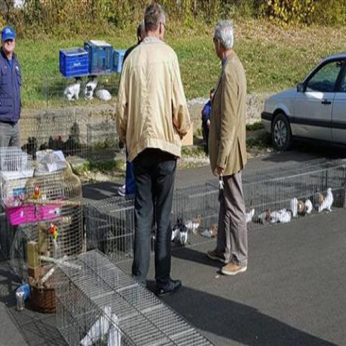 izlozba-golubova-doboj-2018-01