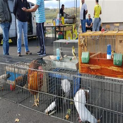 izlozba-golubova-doboj-2018-02