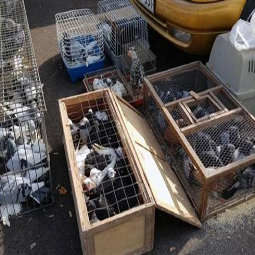 izlozba-golubova-doboj-2018-04