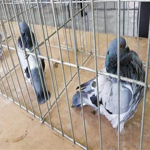 izlozba-golubova-doboj-2018-05