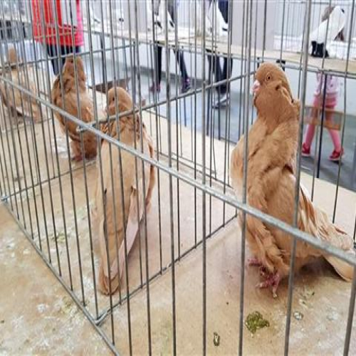 izlozba-golubova-doboj-2018-07