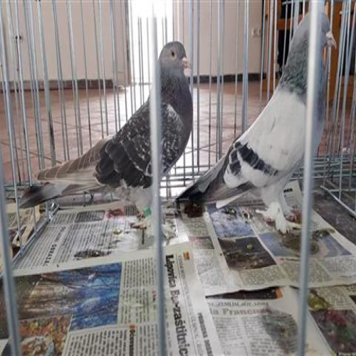 izlozba-golubova-doboj-2018-08