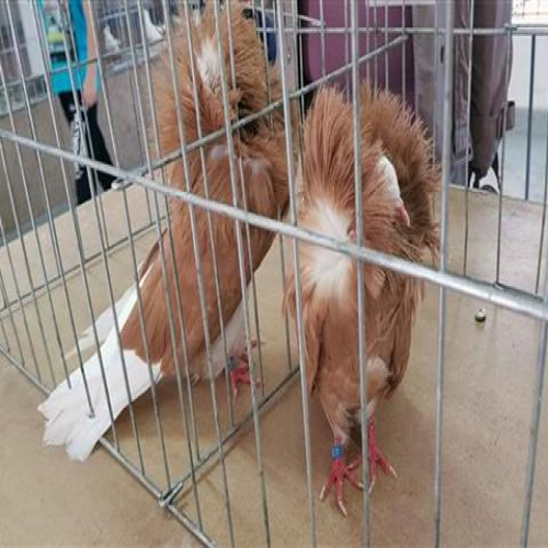 izlozba-golubova-doboj-2018-09