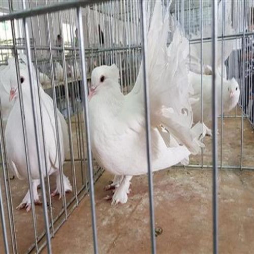 izlozba-golubova-doboj-2018-10