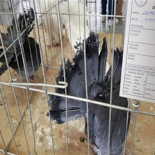 izlozba-golubova-doboj-2018-11