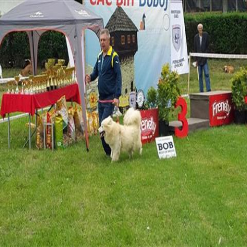 izlozba-pasa-2018-01