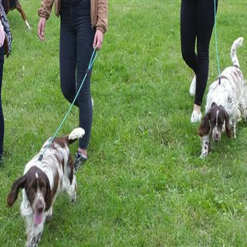 izlozba-pasa-2018-02