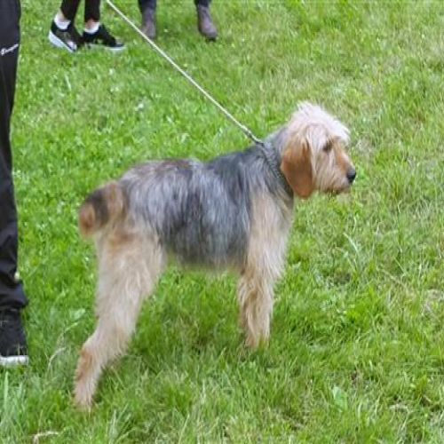 izlozba-pasa-2018-03