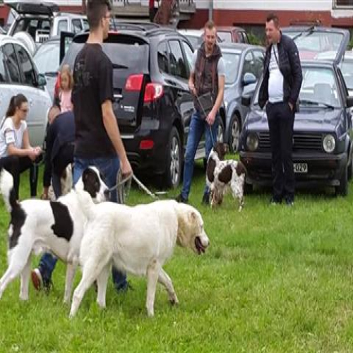 izlozba-pasa-2018-04