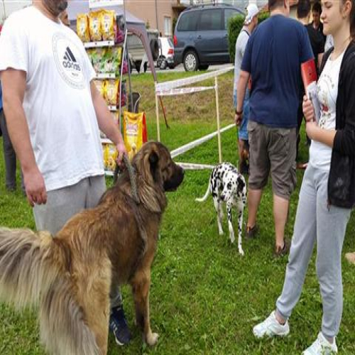 izlozba-pasa-2018-05