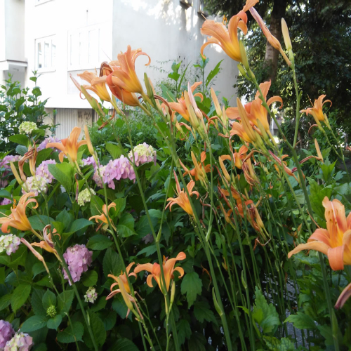 uredjeno-dvoriste-zgrade-01