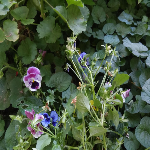 uredjeno-dvoriste-zgrade-02