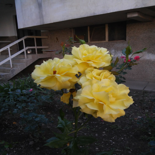 uredjeno-dvoriste-zgrade-03