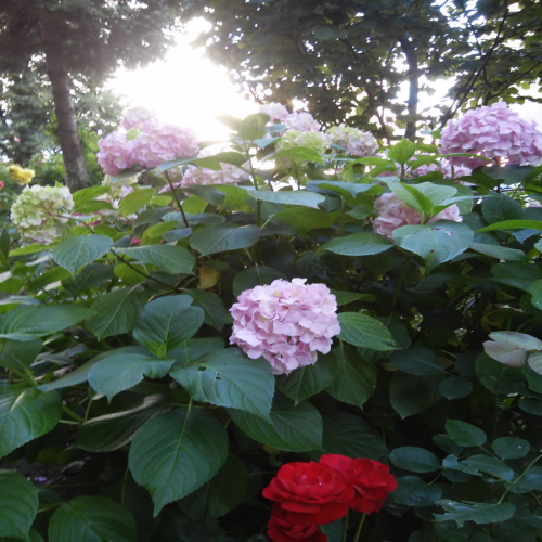 uredjeno-dvoriste-zgrade-04