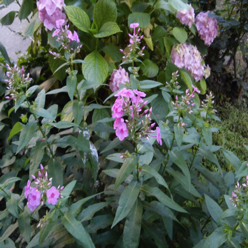 uredjeno-dvoriste-zgrade-06