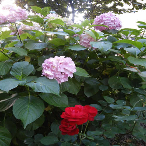 uredjeno-dvoriste-zgrade-08