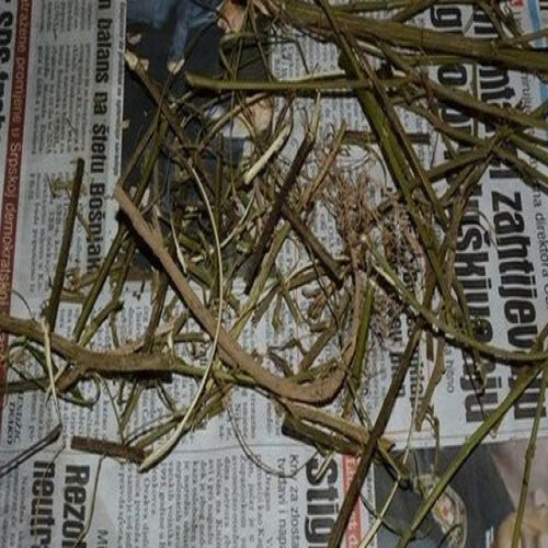 marihuana-okt-2017-02