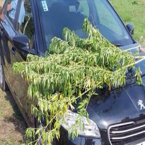 konoplja-busletic-02