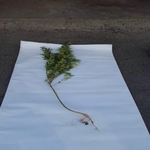 konoplja-busletic-03