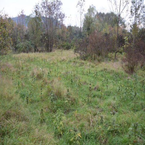 konoplja-11-10-2016-01