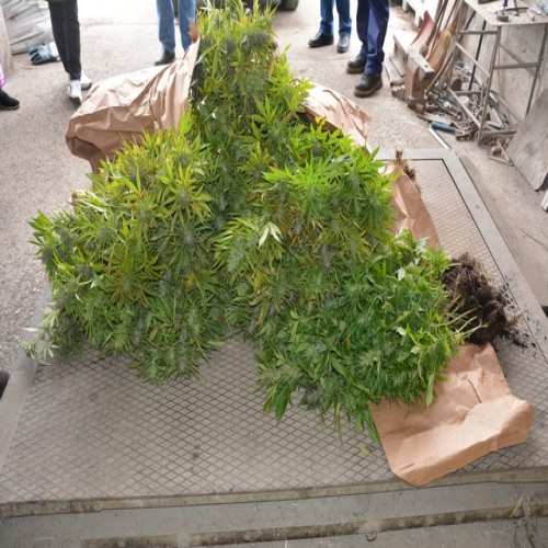 konoplja-11-10-2016-02