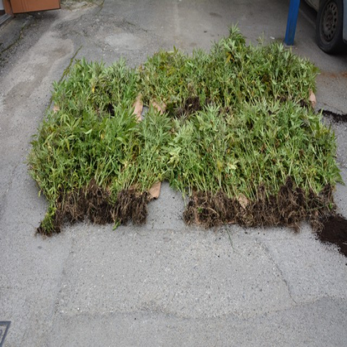 konoplja-11-10-2016-03