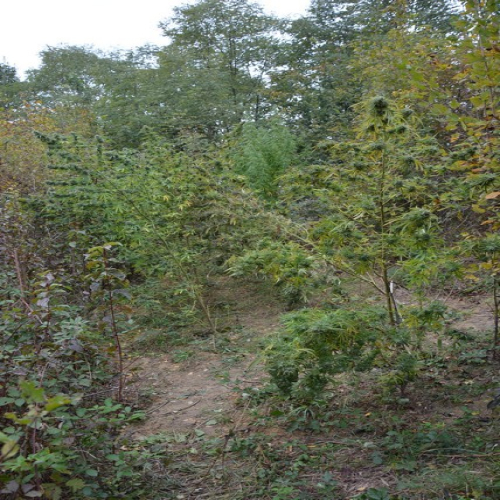 ritesic-marihuana-01