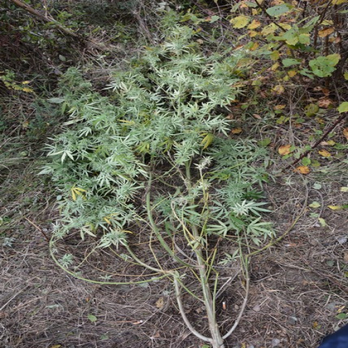 ritesic-marihuana-02