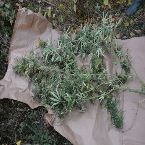 ritesic-marihuana-03